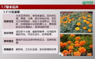 绿城集团园林软景苗木图谱 全面性与实践价值分析