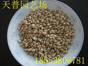 山东枸橘苗1-3年量大批发价格、厂家信息与林业种植指南