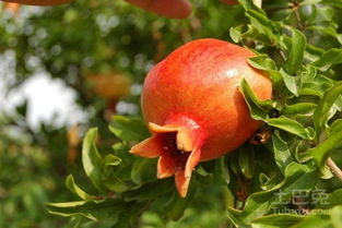 石榴苗木价格及厂家推荐 林业种植指南