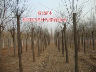 河南郑州国槐小苗批发价格分析及市场趋势