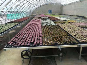 安平县汉明育苗设备厂 专业助力林业种植，高效育苗设备引领行业