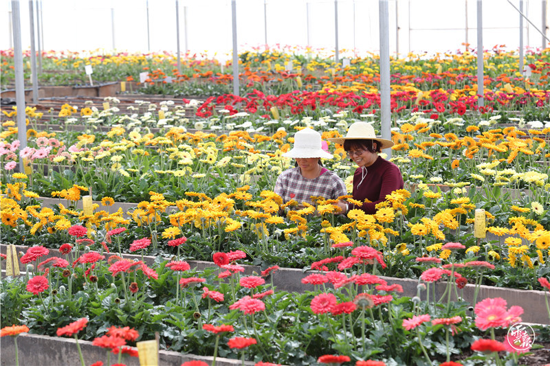 云南鲜花产业 高原特色现代农业的典范