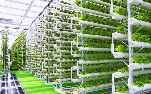 菜农的黄昏 数字农业时代下，90%蔬菜将来自工厂化种植