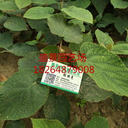 河南红心猕猴桃树苗批发价格及种植指南