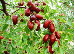 利源苗木冬枣 林业种植中的优选品种与可持续发展路径