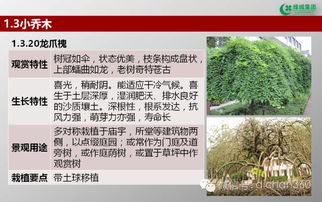 绿城集团园林软景苗木图谱 林业种植全解析