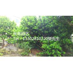 优质米兰树 半岛苗木园艺绿化的绿色瑰宝