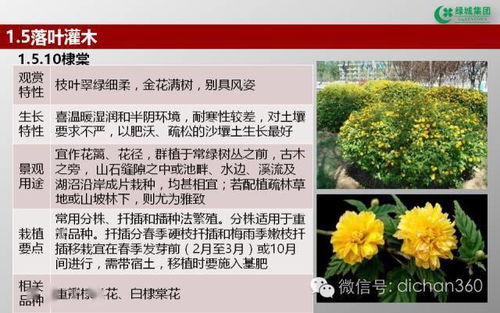 绿城集团园林软景苗木图谱与绿化应用