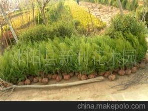 色块类苗木供应商及批发市场概览