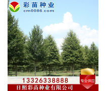 苗木产品库 助力园林绿化与产业发展