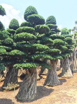 造型优美小叶榕供应，打造绿色生态空间——龙海市东泗兴辉园艺场专业绿化苗木服务