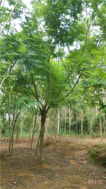 四川蓝花楹与漳州蓝花楹基地直销供应全解析