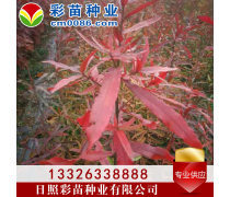 优化苗木产品库策略，提升园林绿化行业竞争力