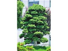 浏阳市轩达苗木种植专业合作社 花卉种植产品展示