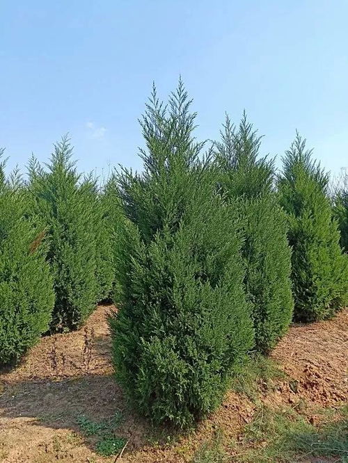 恭喜肥西永和苗木入驻苗木通 孙静——追求客户满意,打造苗木精品 花卉种植