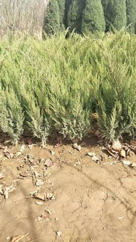 定州市盛大园林苗木基地入驻苗木通平台，致力精品苗木发展