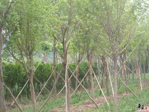 精品苗木展示与花卉种植指南