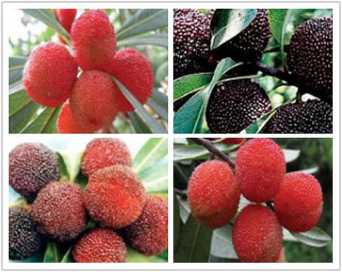 庄顺果树苗 仙越与阜阳品种的优质苗木特点