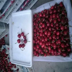 克拉玛依市矮化樱桃苗低价热销，品质保障助力林业种植