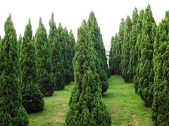 青州绿化苗木 选购优质绿化苗木，首选聚宝花卉苗木