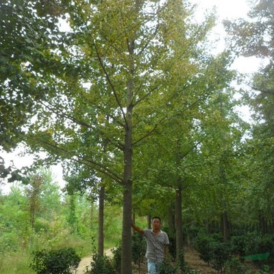 银杏苗木 绿化美化的理想选择