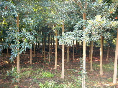 浙江省桐乡市石门三杉苗木基地 现代林业种植的典范