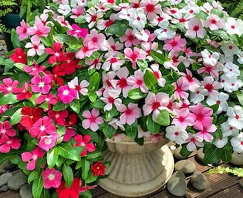 花期超长的4种花卉，一开花就是大半年，还好养