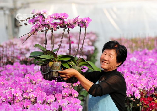 美丽经济绽放 年宵花市场再升温，花卉种植迎新春