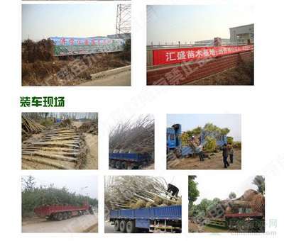 2014年河北石家庄9公分全冠速生法桐价格分析与市场前景