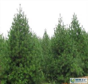 优质绿化苗木 陕西蓝田白皮松