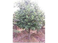 长沙市雨花区瑞达绿化苗木场花卉种植产品展示