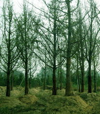 苗木供应信息 - 中国花木资讯网 | 园林苗木报价、供求信息与花木行情分析