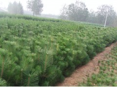 花卉苗木供应 黑松、侧柏、油松种植指南与市场前景