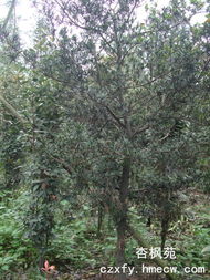 罗汉松 温江绿化的优选乔木苗木