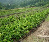 芳青花卉苗木 路口绿化优选，打造绿色生态新篇章