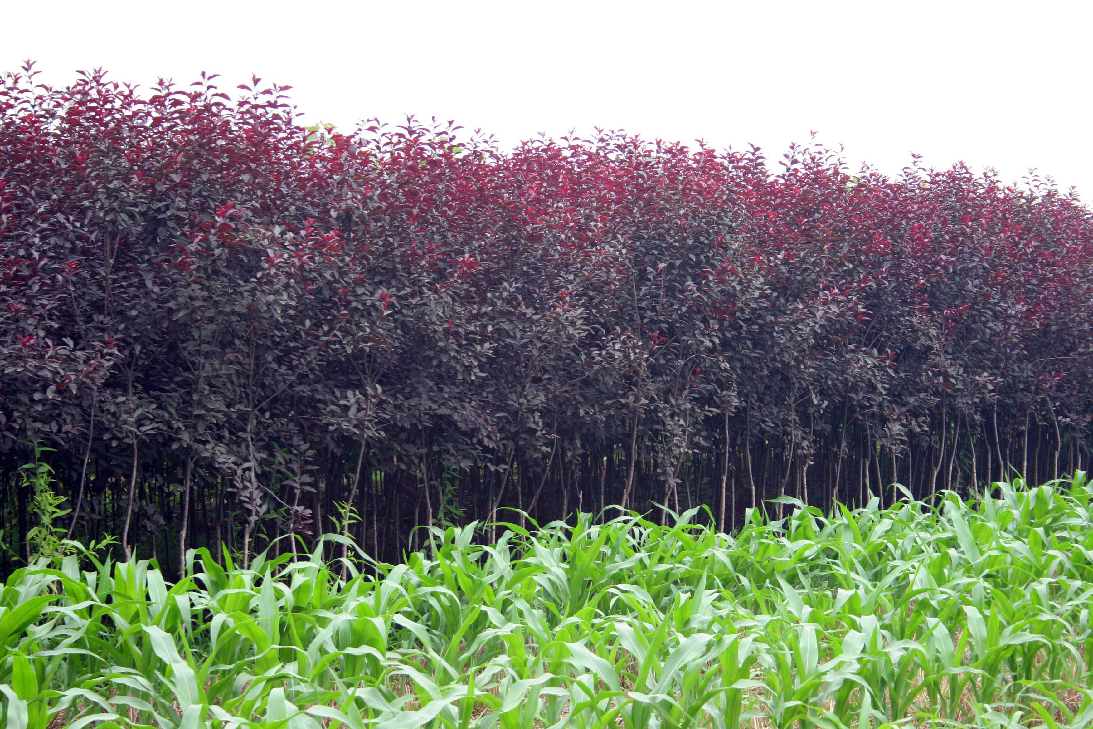 武陟县小岩村 苗木花卉基地的绿色崛起与乡村振兴实践