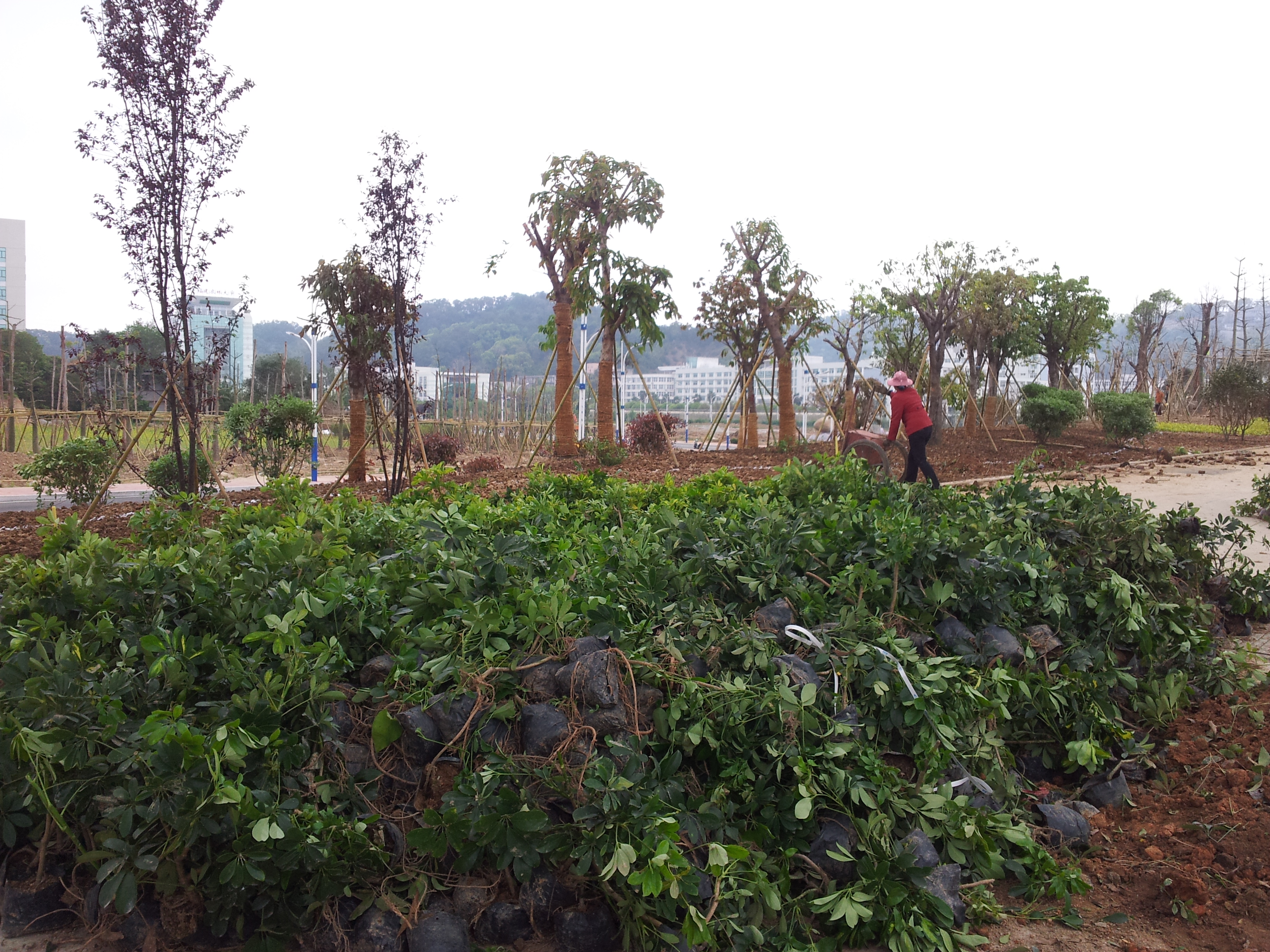 挡土墙苗木种植与地被苗木种植 林业种植中的生态与工程结合
