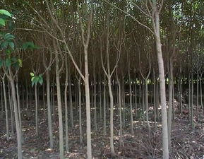 高杆女贞苗木图片与南京市浦口区永贤苗圃场的专业种殖业务