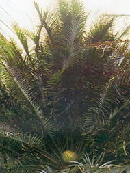 广州市绿化公司白云苗圃 花卉种植与产品展示