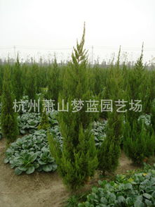 打造全国最低价量最大绿化工程苗圃——一站式苗木花卉配送种植服务