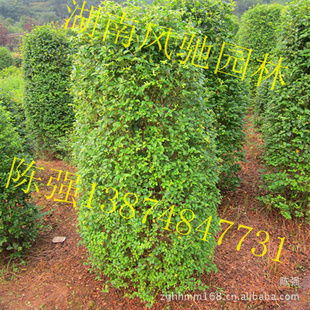 湖南风驰园林 精品小叶雨针柱形树，绿化苗木的专业供应商