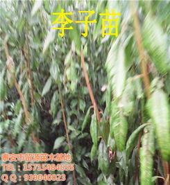 四川留源苗木基地 优质李子苗新品种与高清图片鉴赏