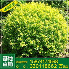 精品苗木图片鉴赏 绿意盎然的生命艺术