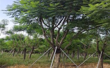 凤凰木 园林绿化与林业种植的瑰宝