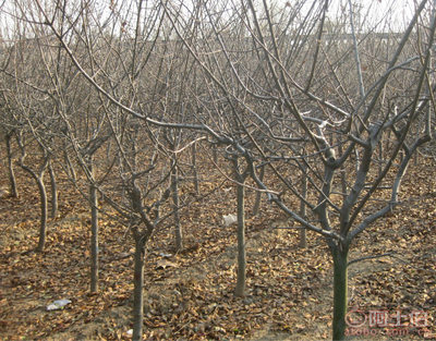 泰安青联苗木 专业供应优质垂丝海棠，打造高性价比绿化方案