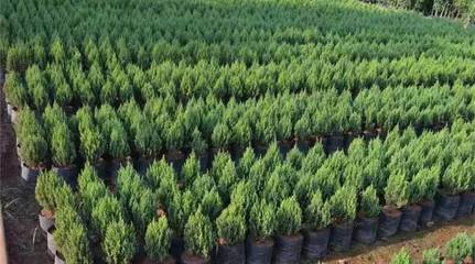 从苗木库存到花卉种植 行业漫谈中的挑战与机遇