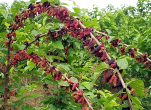 台湾四季大果桑苗批发——聚焦广西象州县专业培育基地的种苗优势与林业种植技术