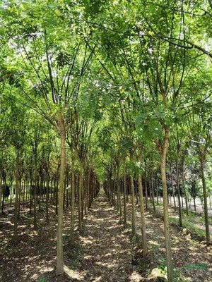 鄢陵艺森园林绿化苗木基地 中原大地的绿色明珠