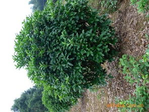 尽览湖南优质八月桂球 浏阳市柏加炎辉苗圃为您提供专业绿化苗木