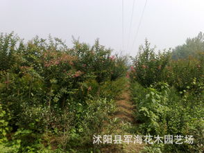 红花紫薇绿化苗木全攻略 从种子到成苗的批发选购指南